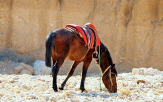 Petra, Jordan, The Rose City, Transportation horse