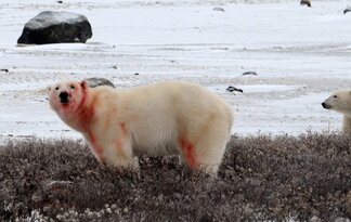 Chapter 17 Churchill Hudson Bay, Northern Territories #45