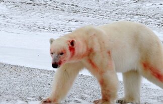 Chapter 17 Churchill Hudson Bay, Northern Territories #53