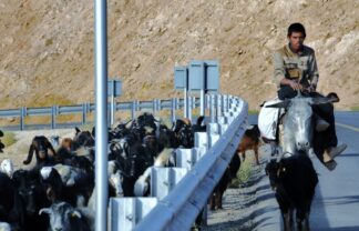 Dead Sea, Jordan, Shepard and Goats
