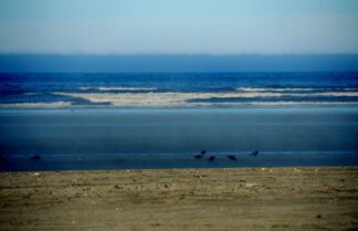 Essaouira, Morocco, Birds on a Beach