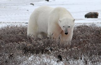 Chapter 17 Churchill Hudson Bay, Northern Territories #51