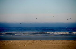 Essaouira, Morocco, Birds