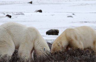 Chapter 17 Churchill Hudson Bay, Northern Territories #55