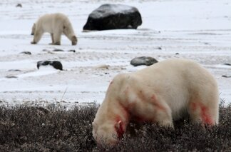 Chapter 17 Churchill Hudson Bay, Northern Territories #46
