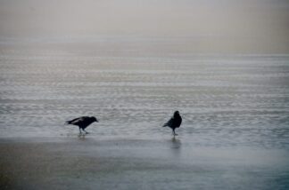 Essaouira, Morocco, 2 Birds