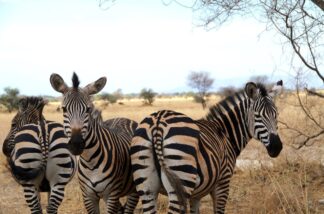 Serengeti, Tanzania, Africa, 3 Zebras and a Tree