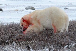 Chapter 17 Churchill Hudson Bay, Northern Territories #42