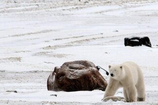 Chapter 17 Churchill Hudson Bay, Northern Territories #44
