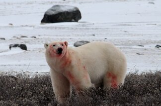 Chapter 17 Churchill Hudson Bay, Northern Territories #47
