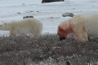 Chapter 17 Churchill Hudson Bay, Northern Territories #48