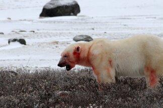 Chapter 17 Churchill Hudson Bay, Northern Territories #49