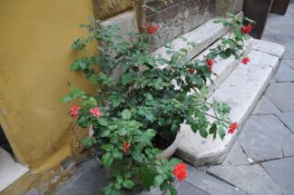 Chapter 7 Arezzo, Italy #26