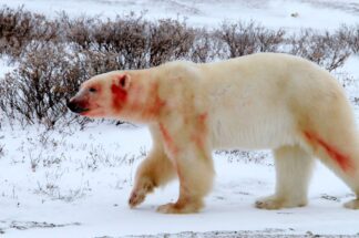 Northwest Territories_ Churhill, Canada, Polar Bears