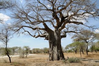 Serengeti, Tanzania, Africa, Tree