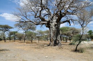 Serengeti, Tanzania, Africa, Trees