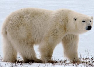 Chapter 17 Churchill Hudson Bay, Northern Territories #40