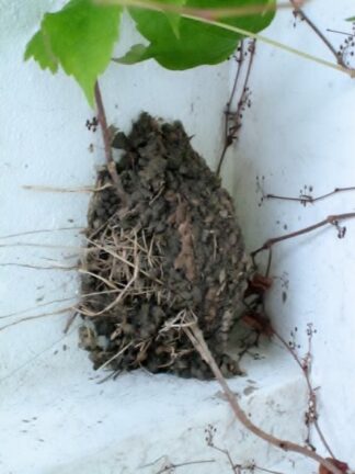 Cornwall, England. Birds Nest