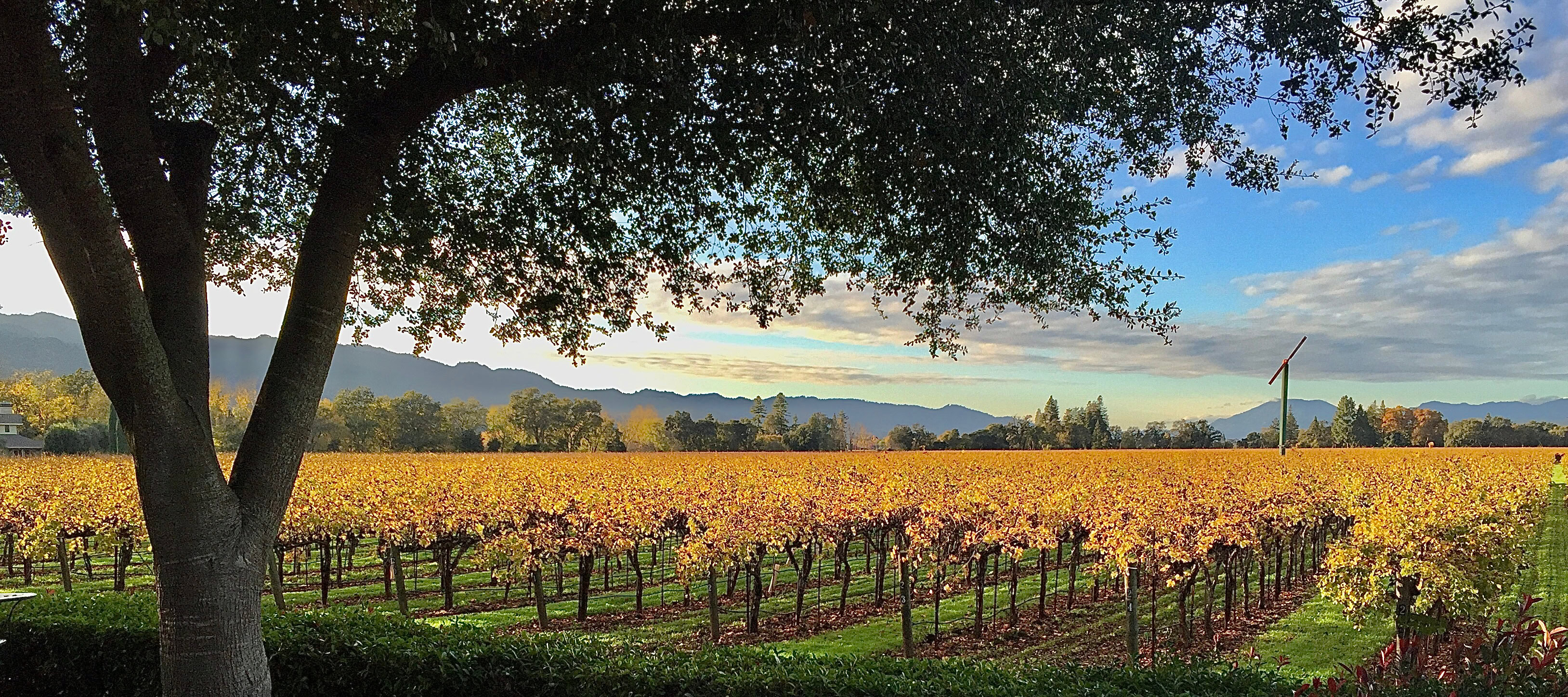 Ehrlich Vineyard