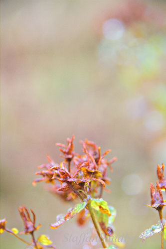 Vissna blommor