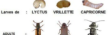  insectes-larves-xylophages-capricornes-des-maisons-vrillette-lyctus-finstere-marbhian-cotes-armor