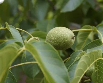 Phyto-Progesteron 1 Phyto-Progesteron kommt in vielen Pflanzen vor