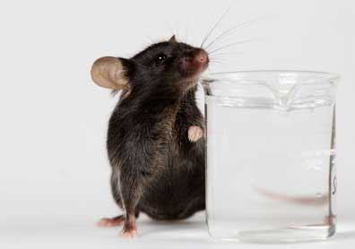 Mouse and water glass
