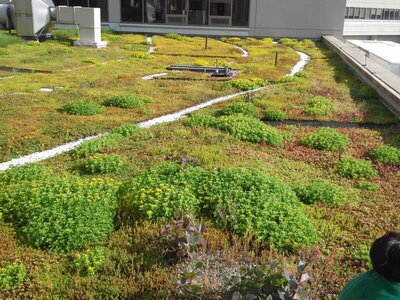 Flat Roof With Grass: A Comprehensive Guide to Green Roof Benefits and ... - Green Roof Installation Costs