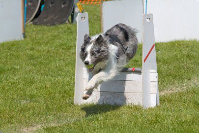 Agility