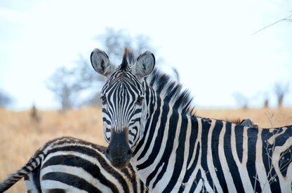 Serengeti, Tanzania, Africa, Zebra original