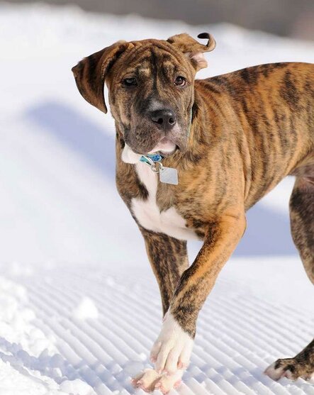 Great Dane Pitbull mix
