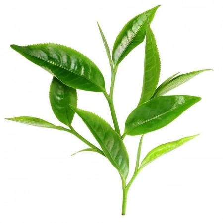 Herbstore Αιθέριο Έλαιο Τεϊόδεντρο (Tea Tree) Βιο 10 ml - Image 2