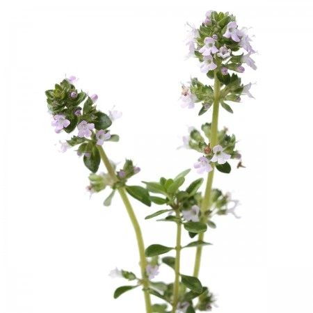 Herbstore Αιθέριο Έλαιο Θυμάρι Βιο 10 ml - Image 2