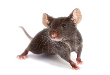 Mouse