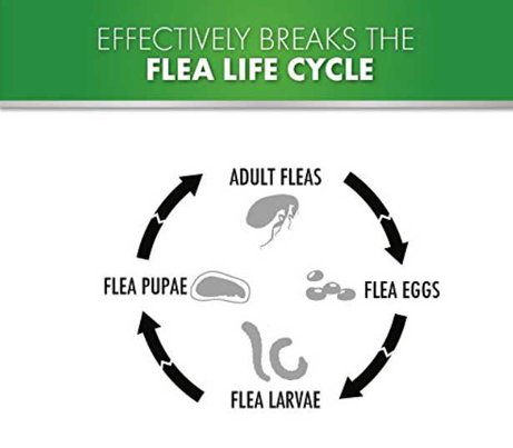 Flea life cycle