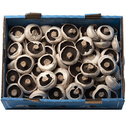 MUSHROOMS SWISS BROWN KG