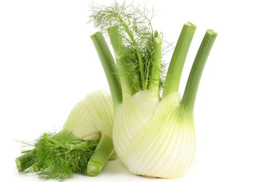 catalog/FENNEL.jpg