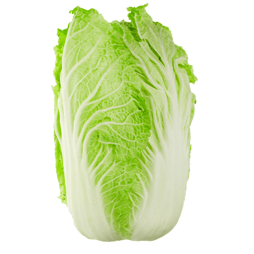 catalog/WOMBOK.png