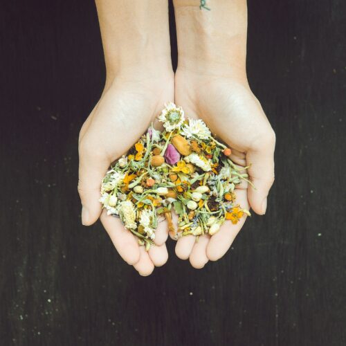 A person holding dried herbs in their hands against a natural background