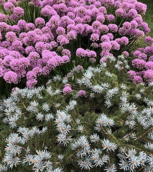 deer resistant plants