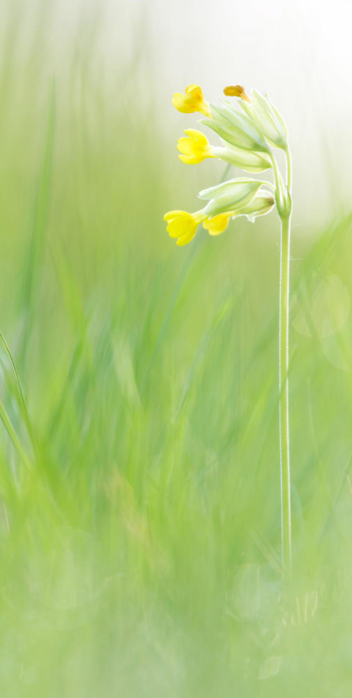 Wiesenschlüsselblume