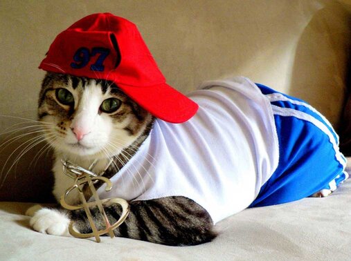 Cat in clothes