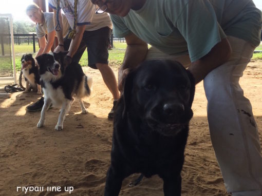 flyball