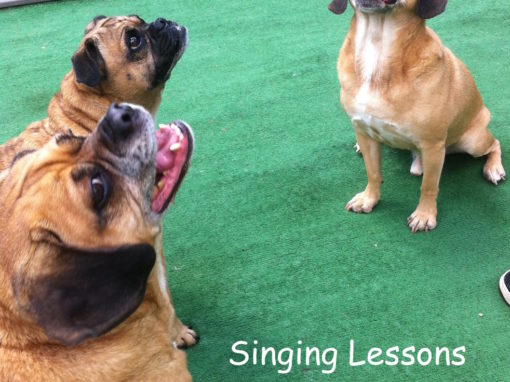 singing pugs