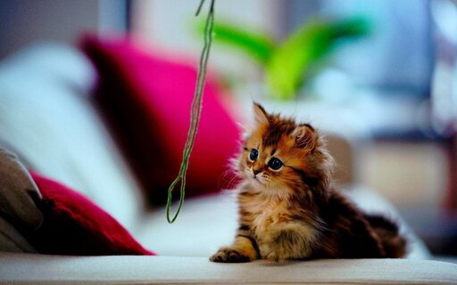 Sentry Fiproguard on kittens