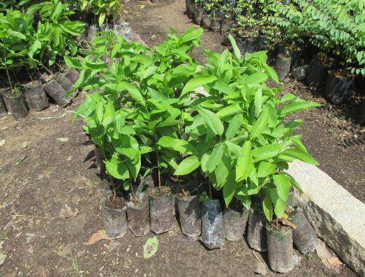 Nguyên tắc nộp đơn đầu tiên đối với giống cây trồng theo luật