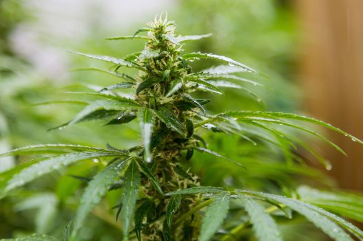 Vorteilplus.de 27 Cannaby Cbd Öl Rabatte Und Gutscheine