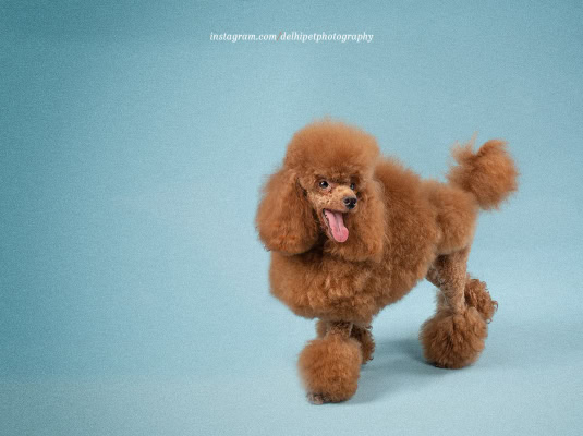 Toy Poodle Dog breed delhi pet photography