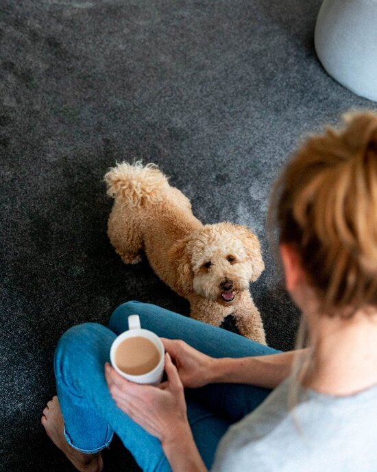 Carpet and Pets Guide Flooring Xtra