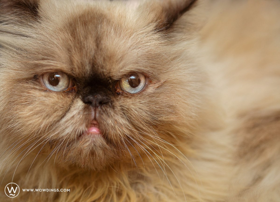 Beautiful Colour Point Himalayan Persian Cat with Blue Eyes Punch Face by Delhi Pet Photography